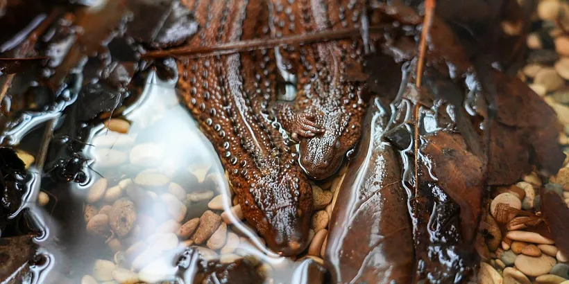 В&nbsp;Московском зоопарке вылупились 3&nbsp;калимантанских безухих варана