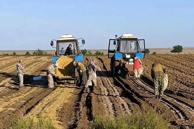 В&nbsp;Ергенинском лесничестве Калмыкии высадят семена вяза приземистого