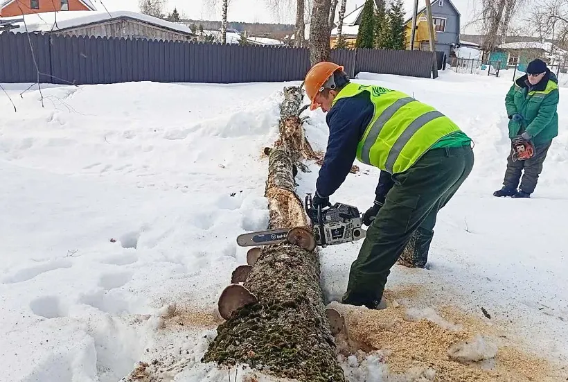 В&nbsp;Подмосковье с&nbsp;начала года убрали свыше 1,4&nbsp;тысячи сухостойных деревьев