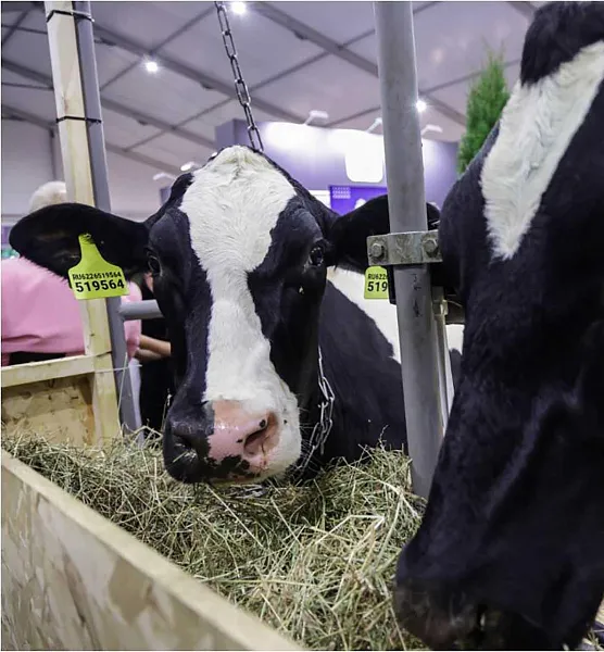 Более 2,5&nbsp;млн мероприятий по&nbsp;охране здоровья животных провели в&nbsp;Подмосковье