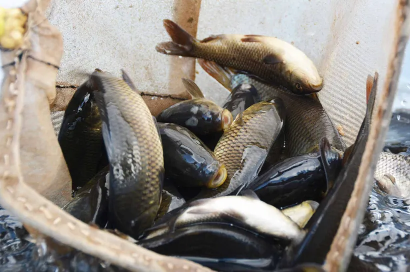 В&nbsp;Челябинской области за&nbsp;год производство товарной рыбы выросло на&nbsp;7,3%