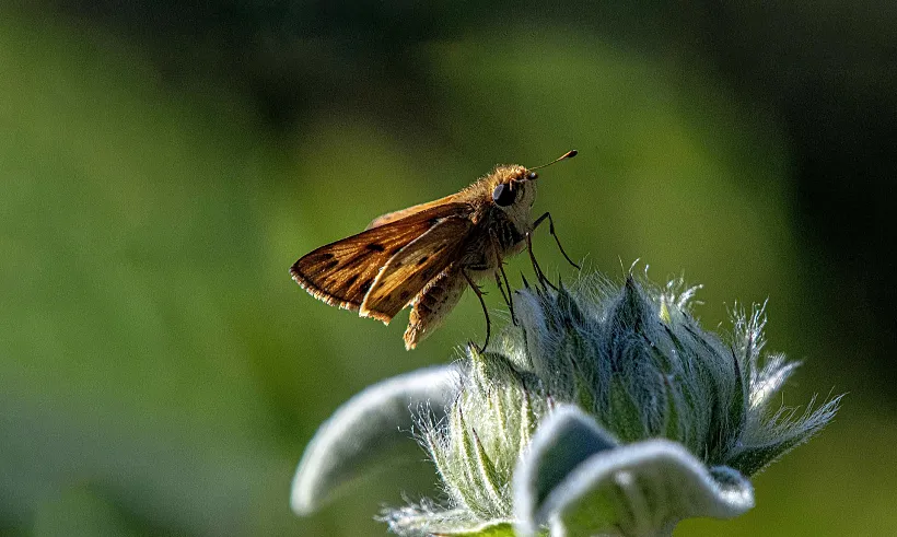 Тюменский институт X-BIO получил грант на&nbsp;изучение бабочек-древоточцев