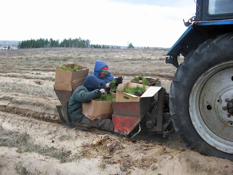 Весной в&nbsp;Воронежской области высадят около 700&nbsp;гектаров леса