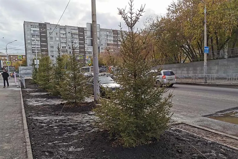 Более 4&nbsp;тысяч деревьев и&nbsp;кустарников высадят в&nbsp;Красноярске