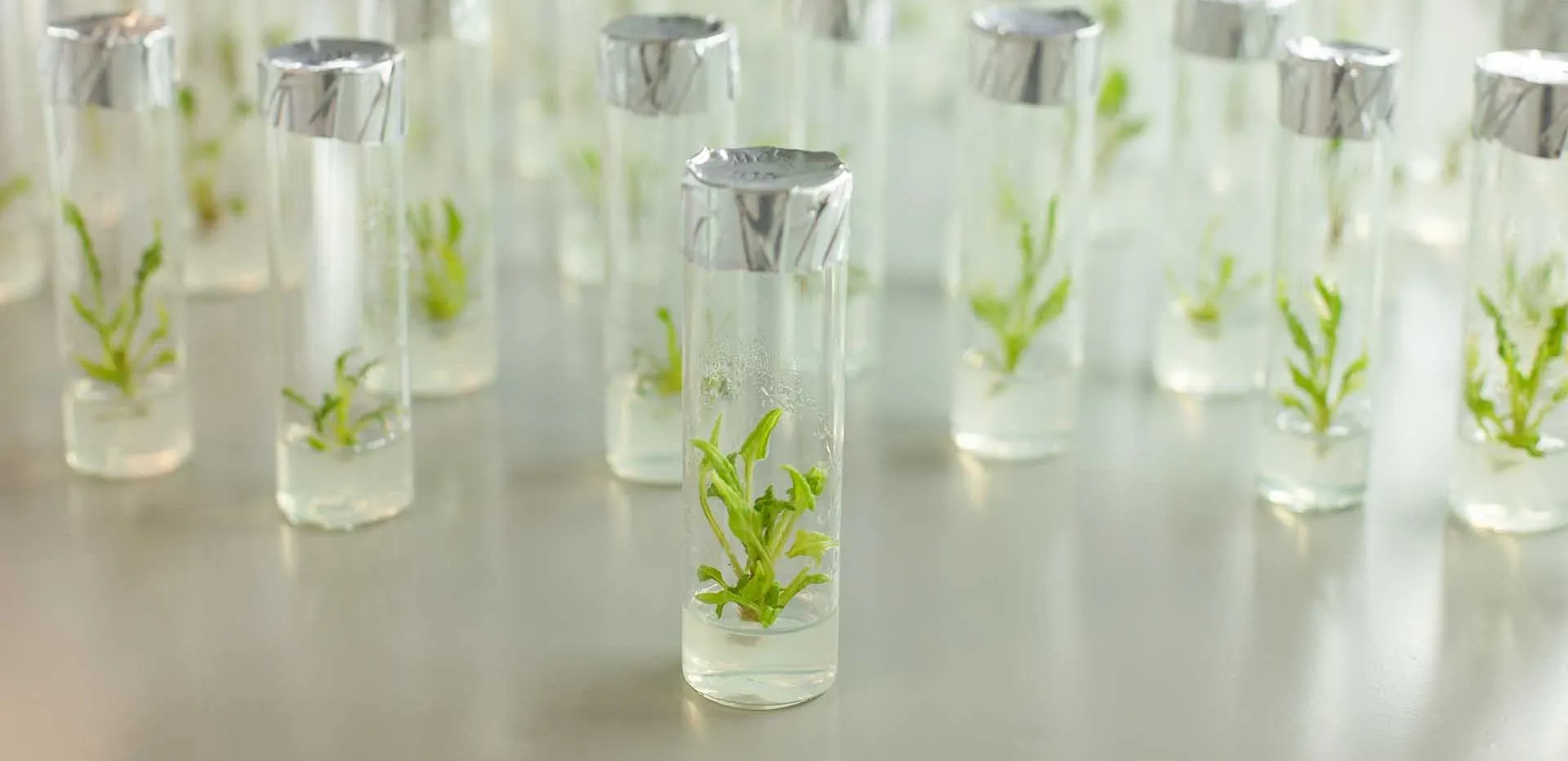 «СоюзСемСвекла»