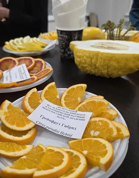 В&nbsp;Сочи прошла выставка-дегустация уникальной коллекции цитрусовых культур