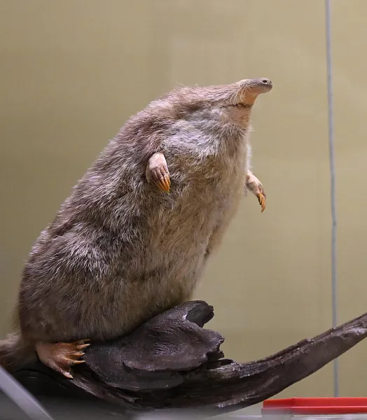 Минприроды РФ утвердило стратегию сохранения русской выхухоли