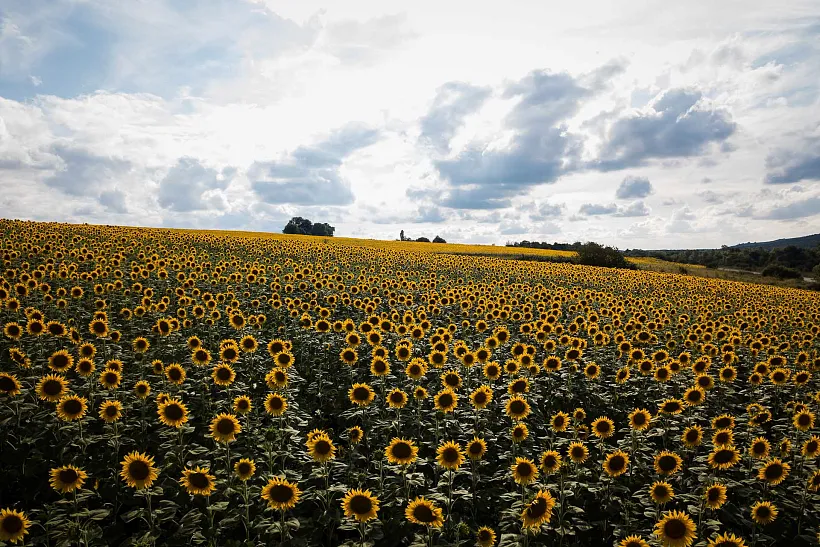 Краснодарское сельскохозяйственное предприятие оптимизирует производство