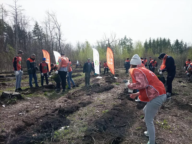 В&nbsp;лесу Ульяновской области высадили 3&nbsp;тысячи сеянцев сосны