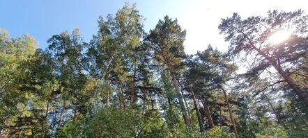 Почти 12&nbsp;тысяч га&nbsp;леса восстановят в&nbsp;Кузбассе в&nbsp;2022&nbsp;году