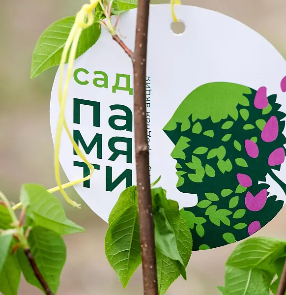 В&nbsp;подмосковной Электростали высадили Сад памяти