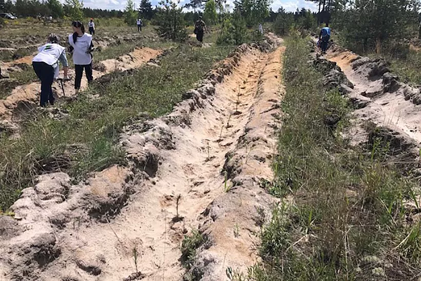 В&nbsp;Нижегородской области высадят более 300&nbsp;тыс. деревьев