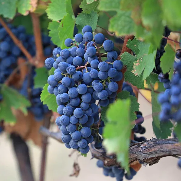 В&nbsp;Ростовской области откроется музей о&nbsp;донском виноделии