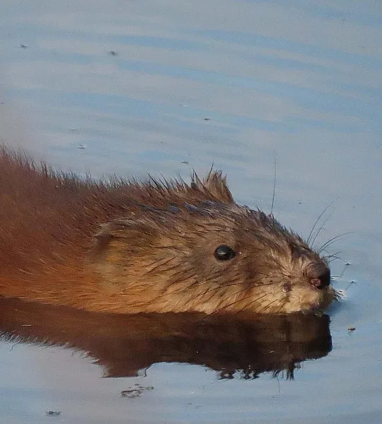 В&nbsp;природном парке Свердловской области прошла экскурсия, посвященная бобрам