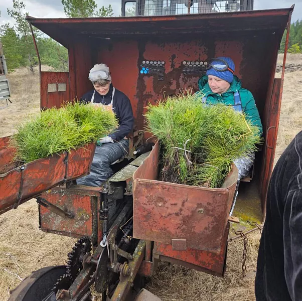 В&nbsp;Саратовской области высадили более 1,2&nbsp;миллиона деревьев