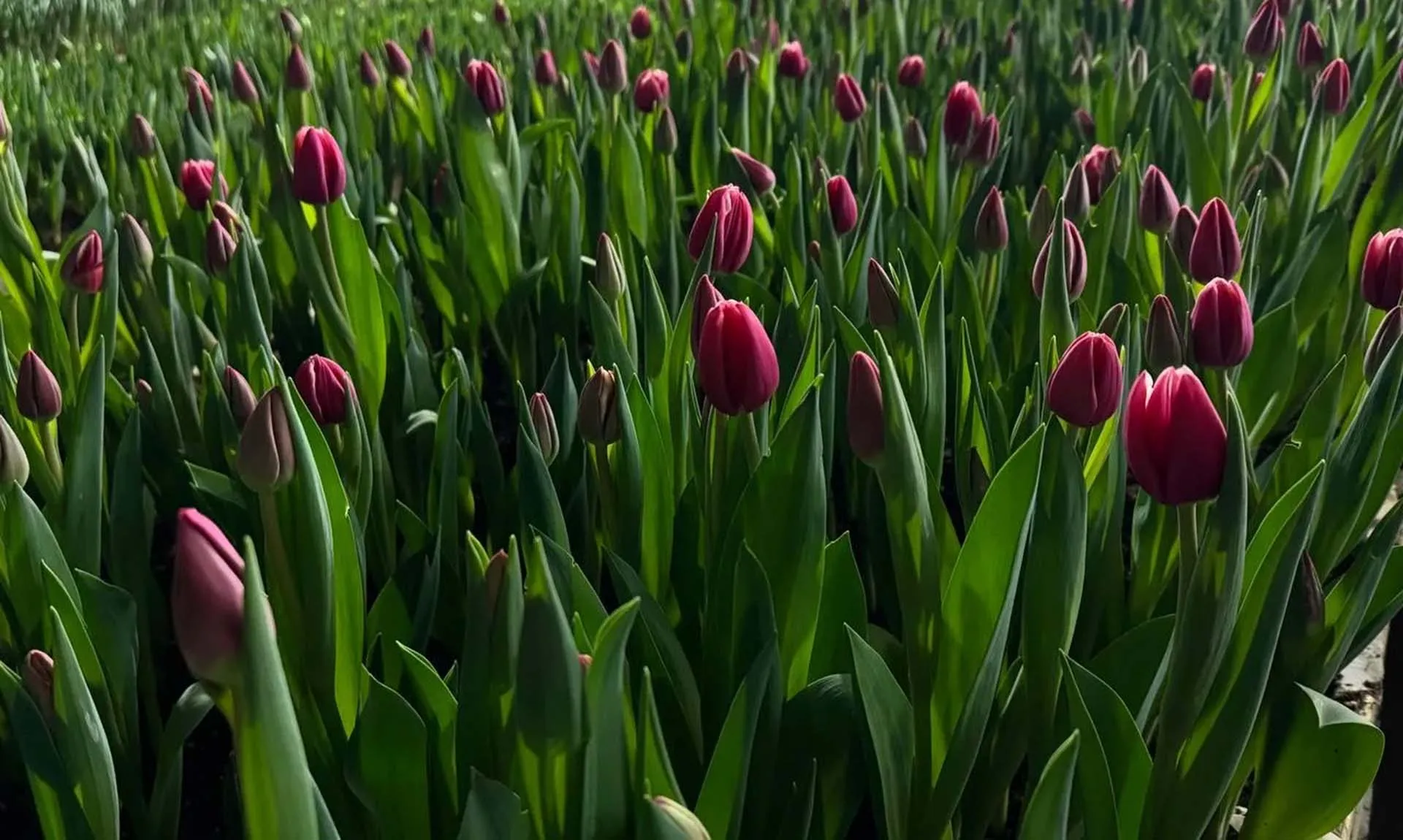 Пресс-служба Главы Республики Карелия Администрации Главы Республики Карелия