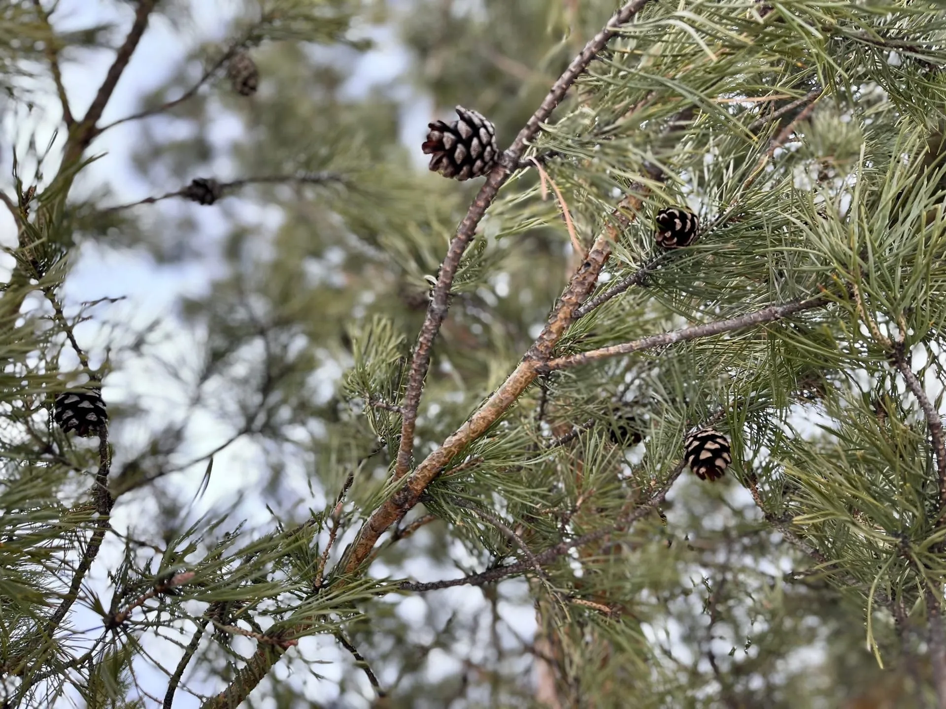 В&nbsp;Новосибирской области на&nbsp;20% перевыполнили план по&nbsp;восстановлению лесов