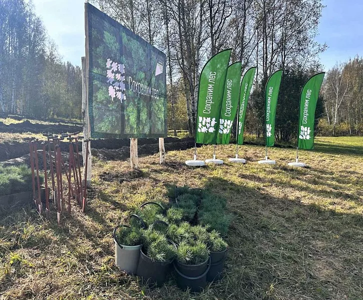 В&nbsp;Кузбассе этой осенью высадили более 2,5&nbsp;млн деревьев