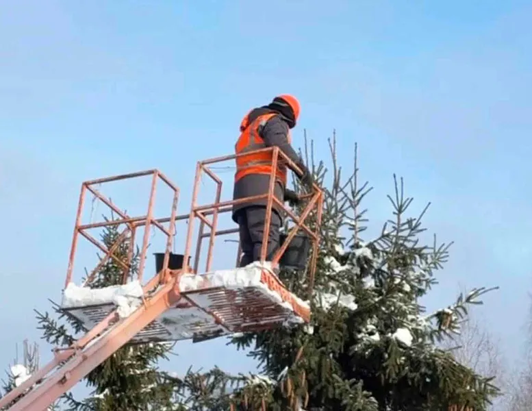 В&nbsp;Вологодской области заготовлено более 51&nbsp;тонны шишек