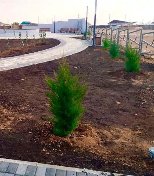 В&nbsp;новом парке калмыцкого поселка Ики-Бурул высадили деревья