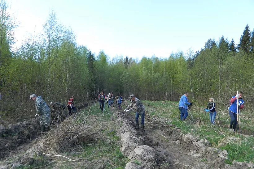Молодые ели высадили у&nbsp;деревни Изборово в&nbsp;Ярославской области