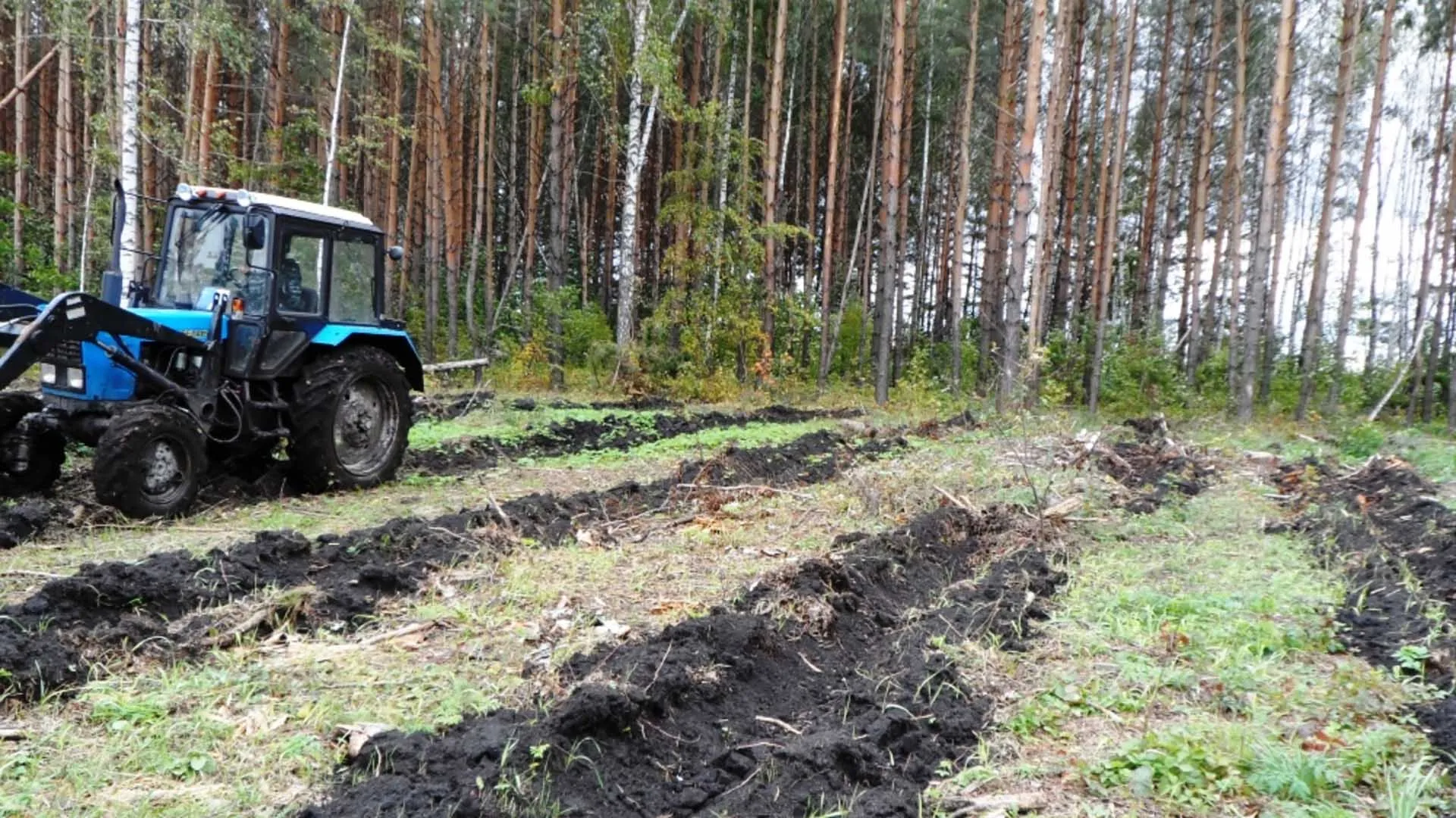 Министерство лесного хозяйства Республики Татарстан