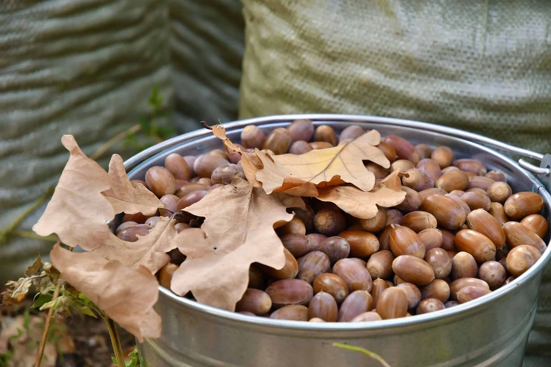 Министерство лесного хозяйства Республики Татарстан