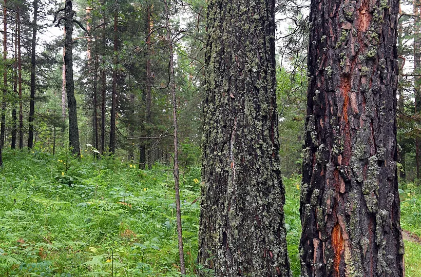 На&nbsp;Дону за&nbsp;год восстановят 1,9&nbsp;тысячи гектаров леса