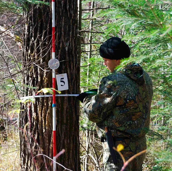 В&nbsp;Татарстане подвели итоги лесных работ в&nbsp;2025&nbsp;году