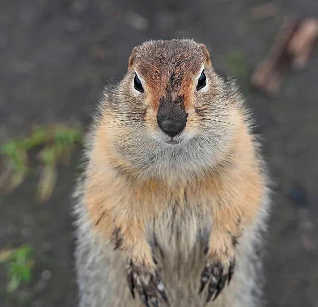 Ученые Чувашии весной начнут искать краснокнижных сусликов