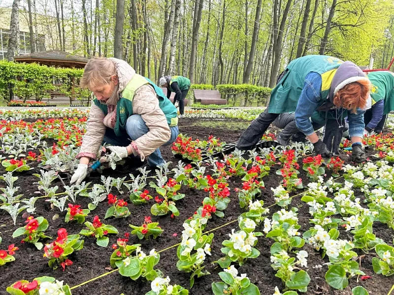 В&nbsp;подмосковном городском округе Королёв высадят более 900&nbsp;тысяч цветов