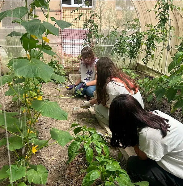 Ученики агротехклассов на&nbsp;Кубани собрали ноябрьский урожай огурцов