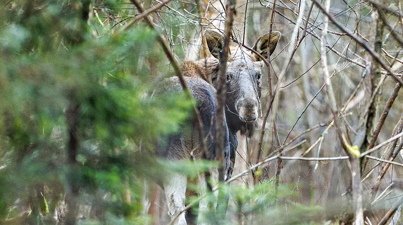В&nbsp;Нижегородской области увеличилось поголовье охотничьих животных