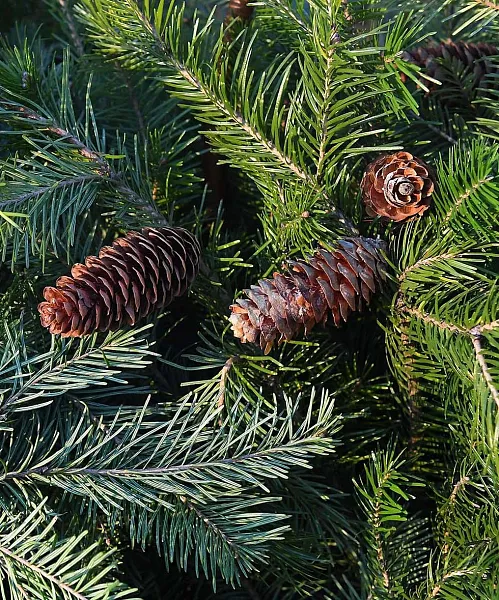 В&nbsp;Удмуртии заготовили более 2&nbsp;тонн семян ели