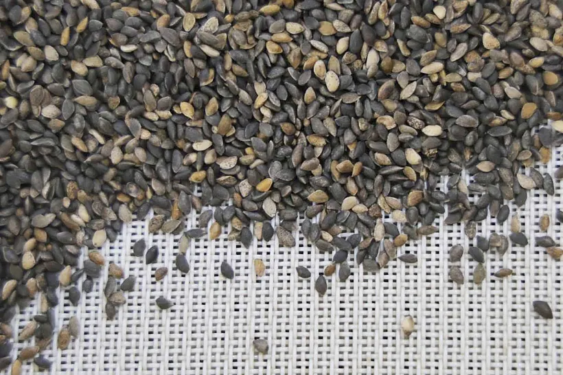 Более 2&nbsp;тысяч килограммов семян заготовили в&nbsp;Вологодской области