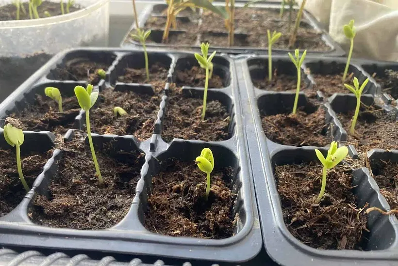 В&nbsp;центрах соцобслуживания Саратовской области стартовала акция &laquo;ЭКОкурьер&raquo;