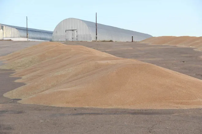 В&nbsp;посевную кампанию в&nbsp;Забайкалье будут использовать отечественные семена