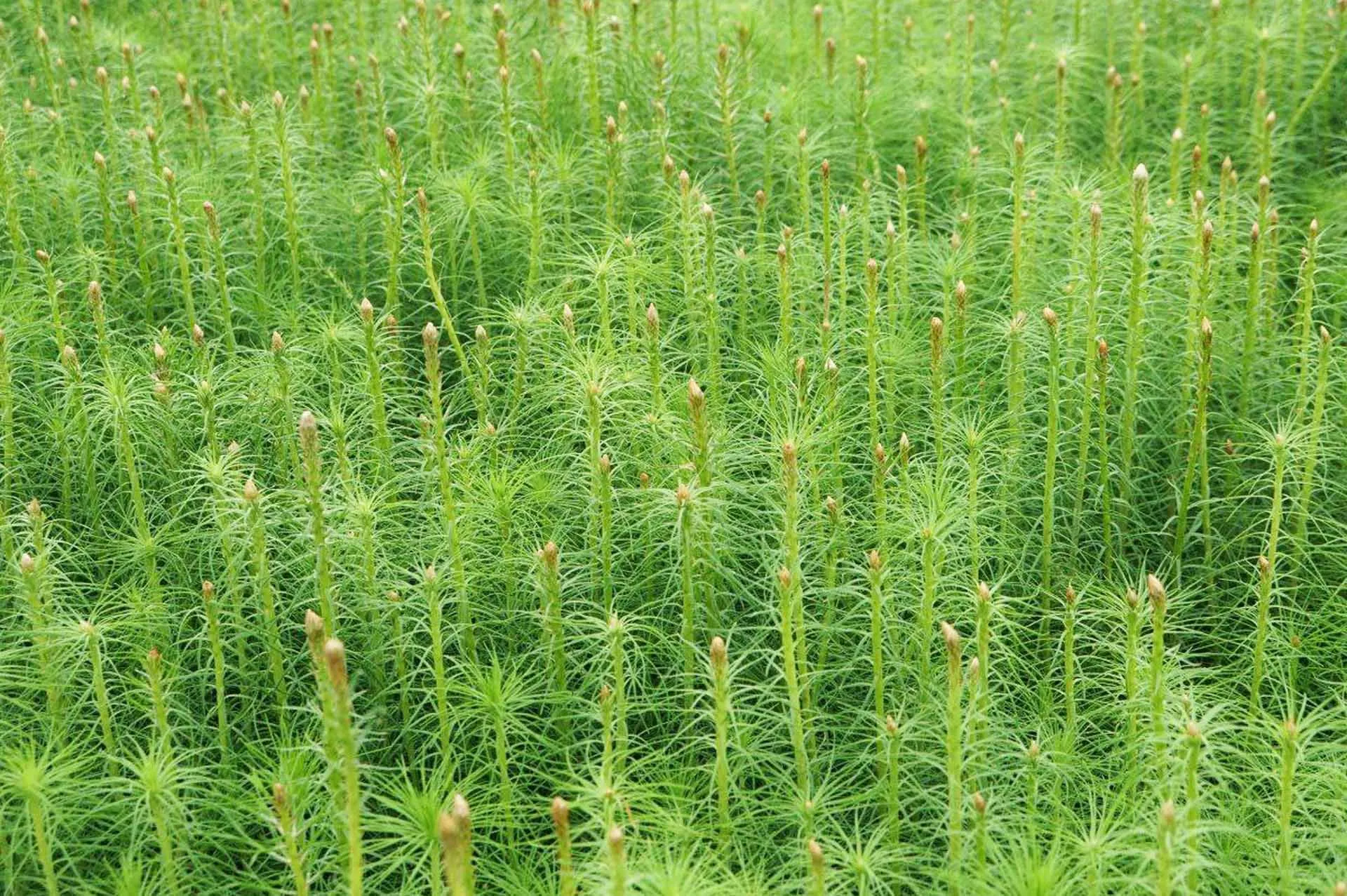 Министерство лесного комплекса Иркутской области