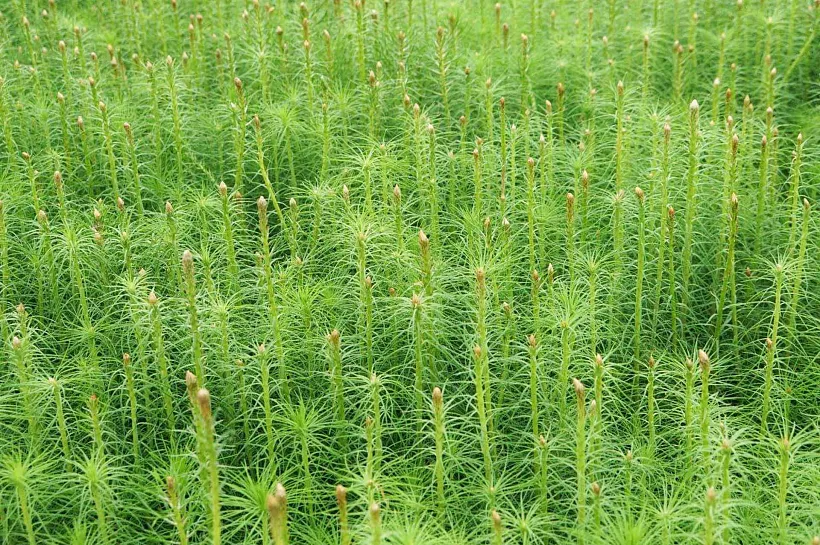 В&nbsp;Иркутской области подведены итоги экологических акций по&nbsp;посадке леса