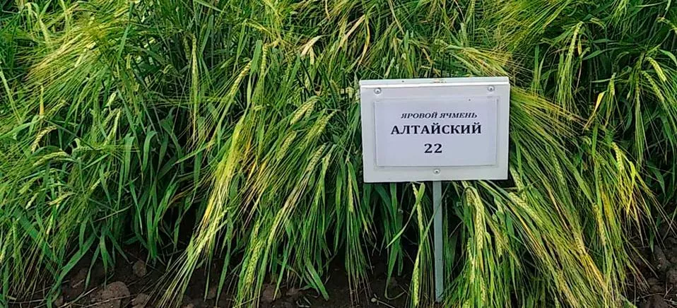 ФГБНУ "Федеральный Алтайский научный центр агробиотехнологий"