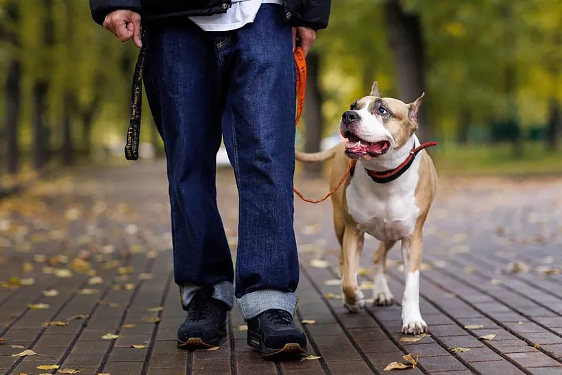 Почти 500&nbsp;жителей Подмосковья воспользовались онлайн-регистрацией питомцев