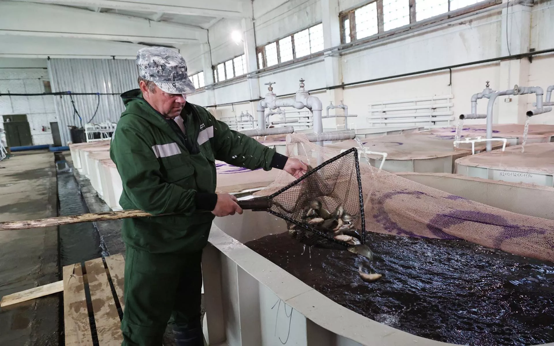 Мальков сазана для&nbsp;уральских водоемов вырастили в&nbsp;Екатеринбурге