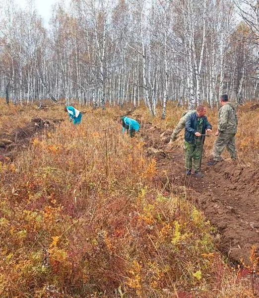 В&nbsp;Усть-Мензинском лесничестве Забайкалья высадили более 12&nbsp;тысяч саженцев