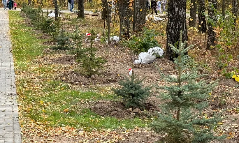 В&nbsp;Тархановском экопарке Йошкар-Олы высадили 100&nbsp;елей