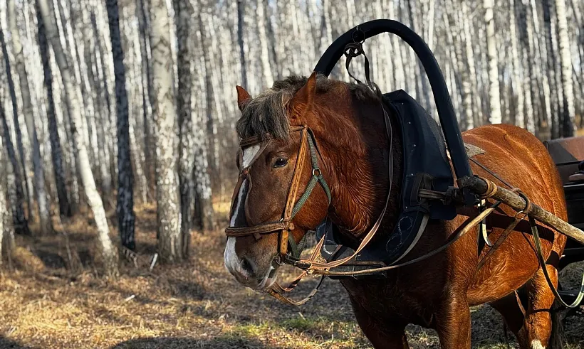 Восемь агроферм Челябинской области получили поддержку