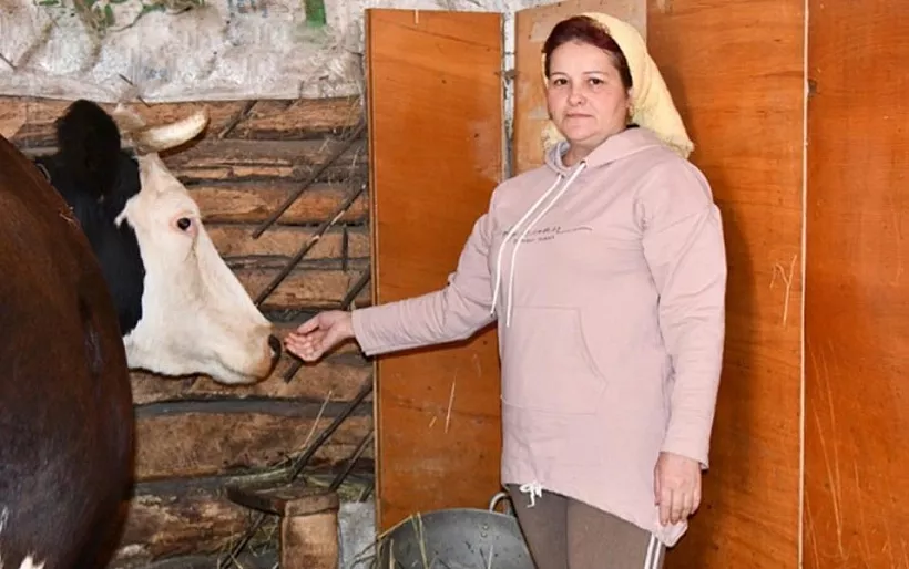 Галина Ченцова из&nbsp;Белгородской области приобрела корову по&nbsp;соцконтракту