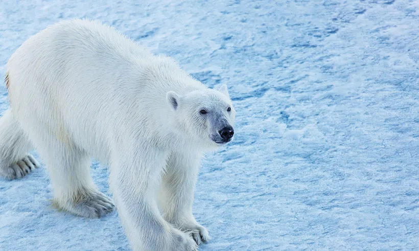 Во&nbsp;всем мире 27&nbsp;февраля отмечают День полярного медведя