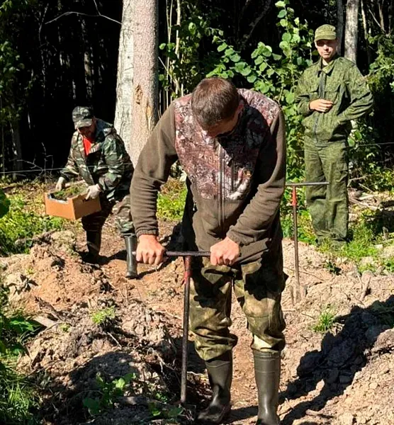 В&nbsp;Плюсском округе Псковской области высадили более 2,8&nbsp;тысячи молодых елей