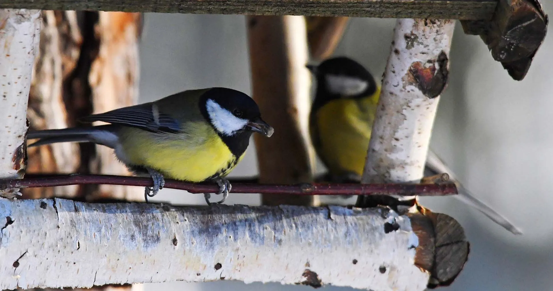 Кирилл Каллиников/РИА Новости