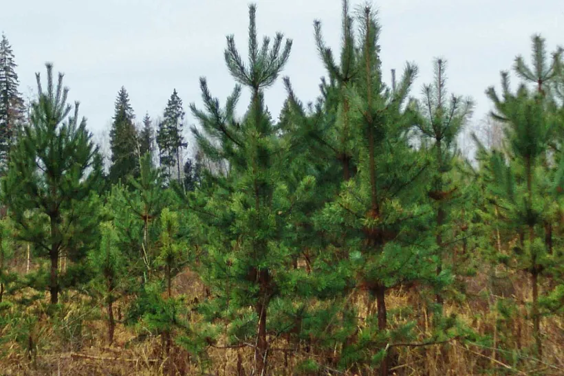 В&nbsp;Орешковском лесничестве Подмосковья начался уход за&nbsp;молодыми деревьями